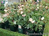 A Shropshire Lad A Shropshire Lad