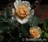 Poustinia Poustinia