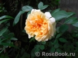 Apricot Sky ® Apricot Sky ®