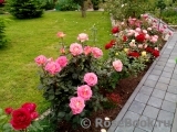 Pink Paradise Pink Paradise
