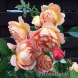 Lady of Shalott Lady of Shalott