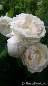 Glamis Castle® Glamis Castle®