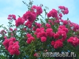 Excelsa Excelsa