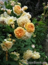 Crown Princess Margareta® Crown Princess Margareta®