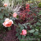 Lady of Shalott Lady of Shalott