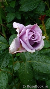 Novalis Novalis