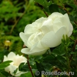 Double Scotch White Double Scotch White