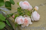 The Wedgwood Rose The Wedgwood Rose