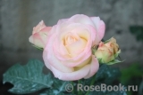 Belle Perle Belle Perle