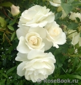 Lions Rose Lions Rose