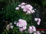 Heavenly Pink Heavenly Pink