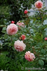 A Shropshire Lad A Shropshire Lad