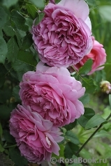 Princess Alexandra of Kent Princess Alexandra of Kent