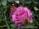 Heidi Klum Rose Heidi Klum Rose