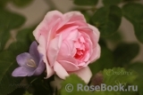 Constance Spry Constance Spry