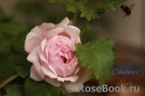 Constance Spry Constance Spry