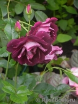 Burgundy Ice Burgundy Ice