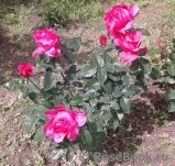 Venrosa Venrosa