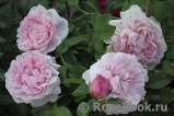 Cottage Rose Cottage Rose