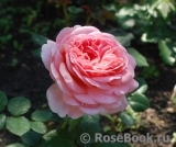 Abraham Darby