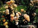 Crown Princess Margareta® Crown Princess Margareta®