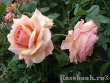 A Shropshire Lad A Shropshire Lad