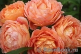 Lady of Shalott Lady of Shalott