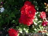 Austriana ® Austriana ®