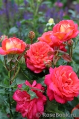Midsummer Midsummer