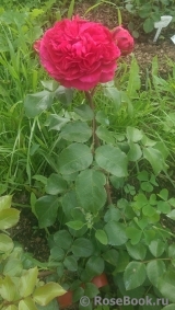 Red Leonardo da Vinci Red Leonardo da Vinci