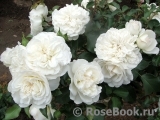 White Meidiland White Meidiland