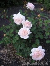 Crocus Rose® Crocus Rose®