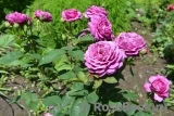 Heidi Klum Rose Heidi Klum Rose