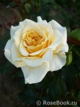Mireille Dumas Mireille Dumas