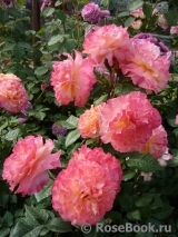 Augusta Luise Augusta Luise