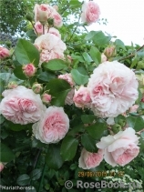 Mariatheresia Mariatheresia