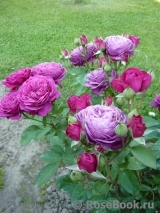 Heidi Klum Rose Heidi Klum Rose