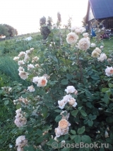 Crown Princess Margareta® Crown Princess Margareta®
