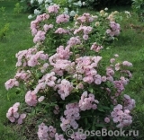 Heavenly Pink Heavenly Pink
