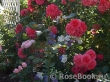 Rosarium Uetersen Rosarium Uetersen