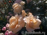 Marie Antoinette Marie Antoinette