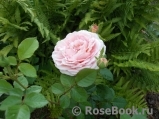 Abraham Darby Abraham Darby