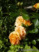Goldelse Goldelse