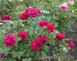 Darcey Bussell Darcey Bussell