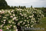 Ritausma Ritausma