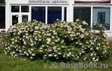 Ritausma Ritausma