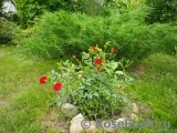 Nature Meillandecor Nature Meillandecor