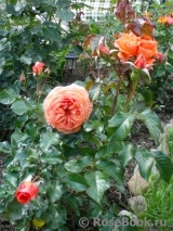 Tatton Tatton