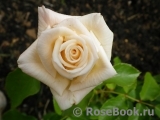 Lions Rose Lions Rose