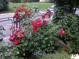 Florentina - Florentina -